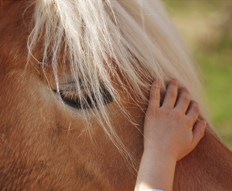 Picture of a horse face with tuft of mane over eye and child hand on nose